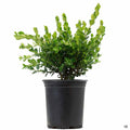 Buxus 'Winter Gem' 1 gallon