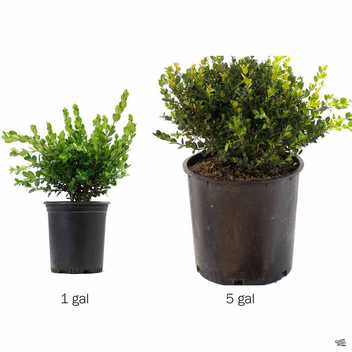 Japanese Boxwood 'Winter Gem' 1 and 5 gallon