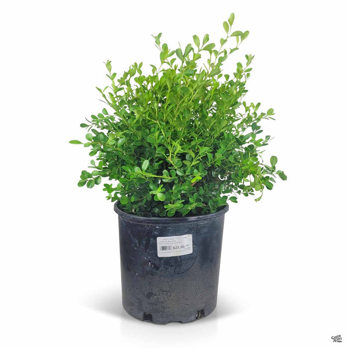 Japanese Boxwood 3 gallon