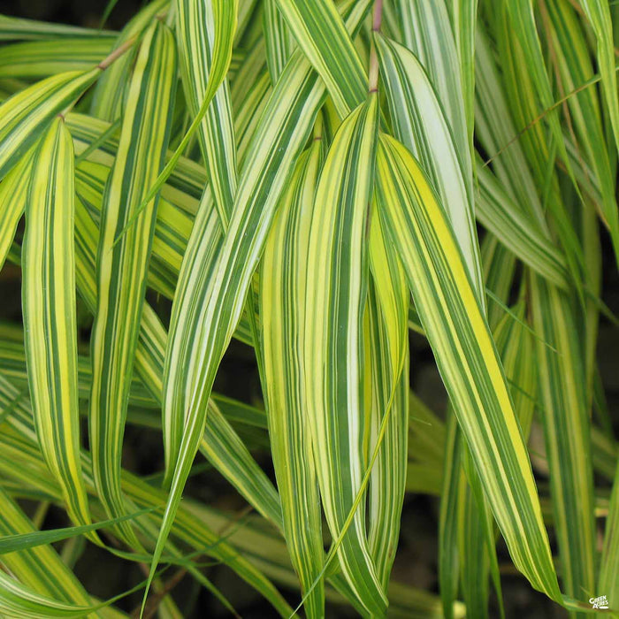 Japanese Forest Grass 'Aureola'