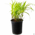 Japanese Forest Grass 'Aureola' 1 gallon