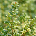 Soft Touch Holly