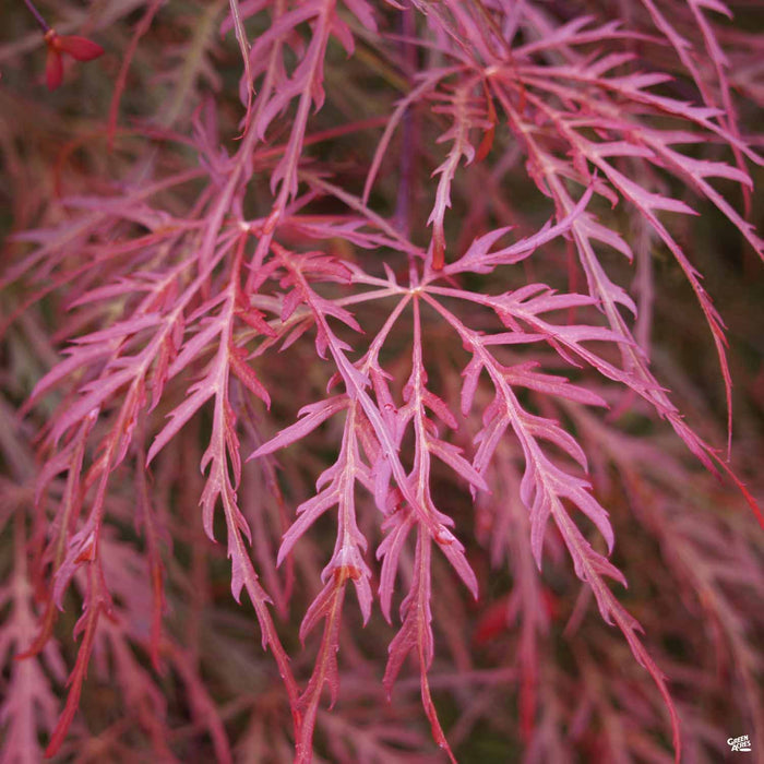 'Crimson Queen' Japanese Laceleaf Maple