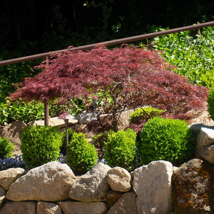 Crimson Queen Japanese Laceleaf Maple