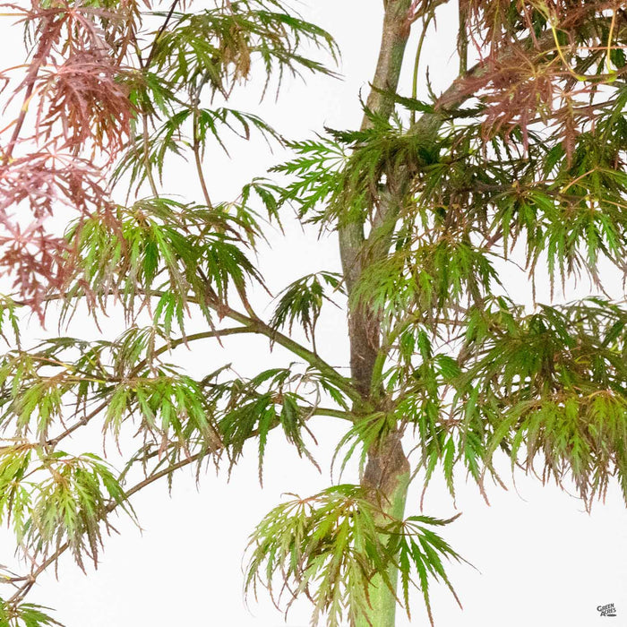 Crimson Queen Japanese Laceleaf Maple