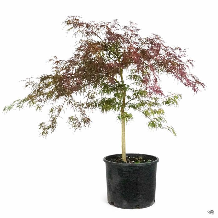 'Crimson Queen' Japanese Laceleaf Maple 7 gallon