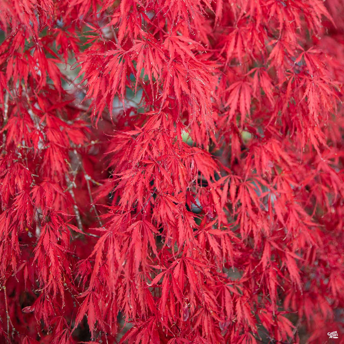 Garnet Japanese Laceleaf Maple