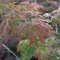 'Garnet' Japanese Laceleaf Maple
