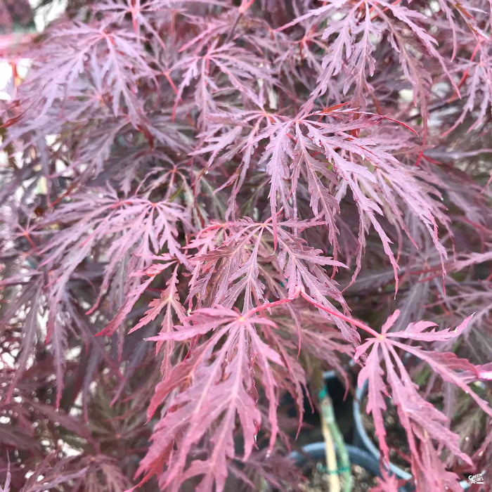 'Red Dragon' Japanese Laceleaf Maple