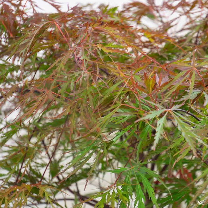 Red Dragon Japanese Laceleaf Maple