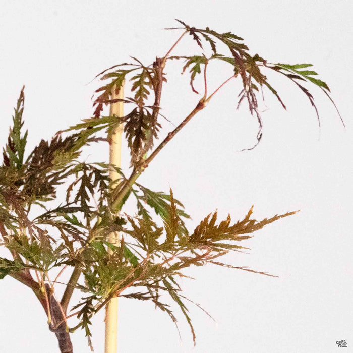 Red Dragon Japanese Laceleaf Maple