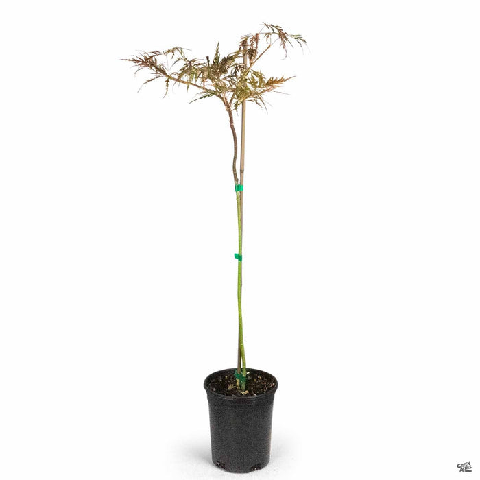 'Red Dragon' Japanese Laceleaf Maple 1 gallon