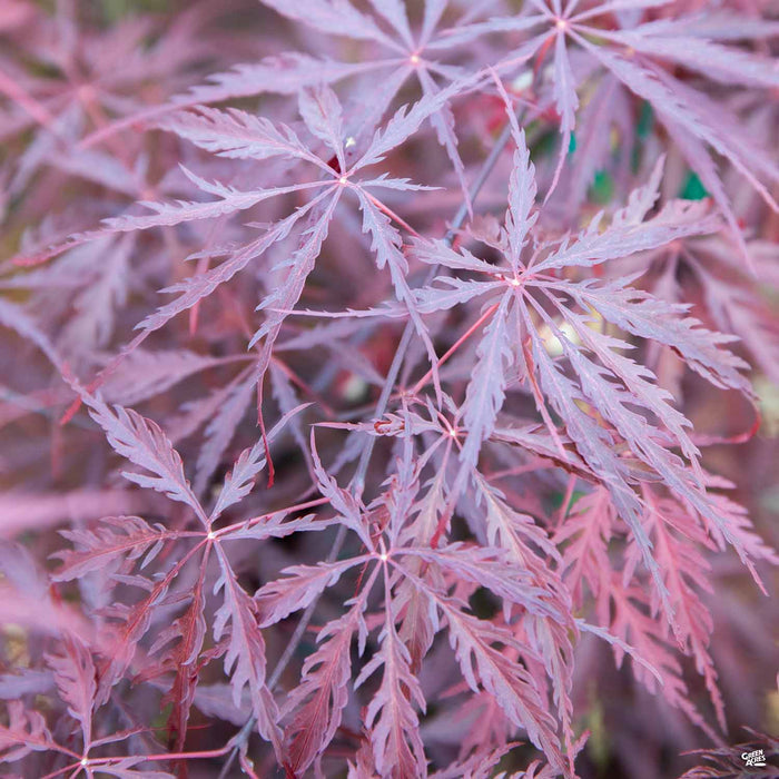 'Tamukeyama' Japanese Laceleaf Maple