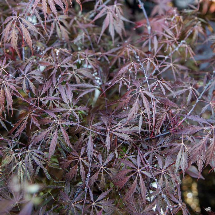 'Tamukeyama' Japanese Laceleaf Maple