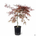 Japanese Laceleaf Maple 'Tamukeyama' 5 gallon