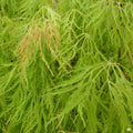 'Viridis' Japanese Laceleaf Maple