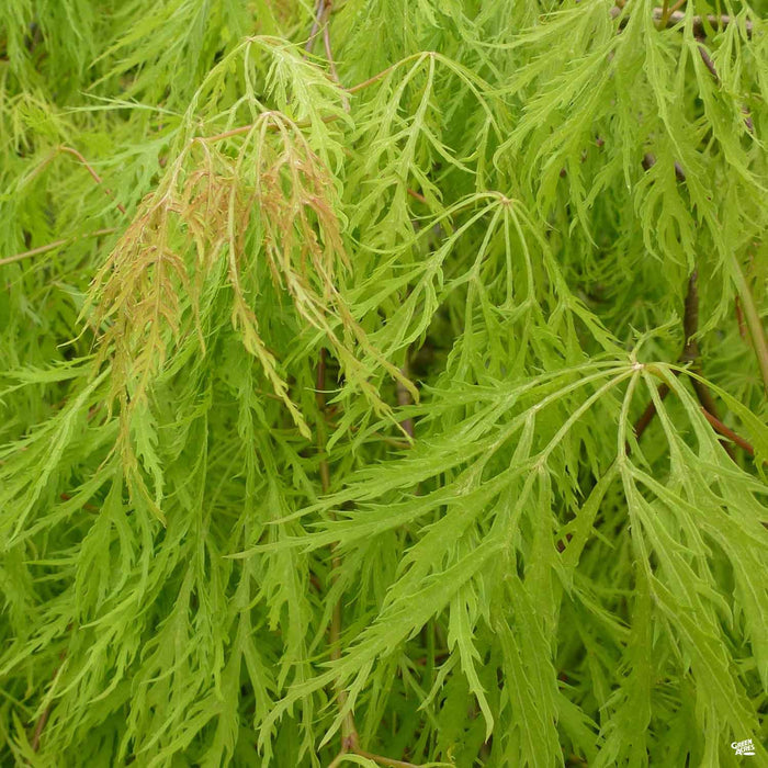 'Viridis' Japanese Laceleaf Maple