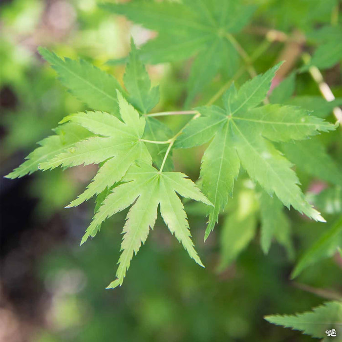 Japanese Maple 'Bihou'