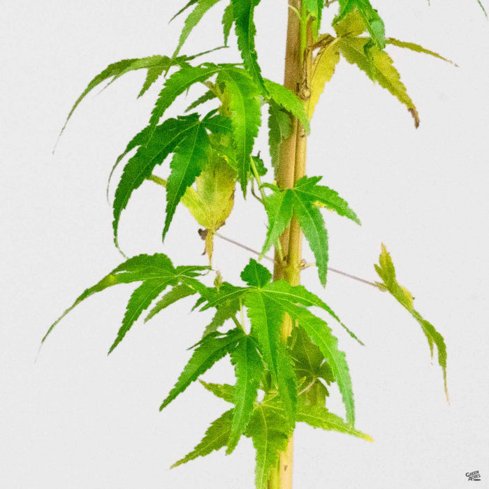 Japanese Maple 'Bihou'