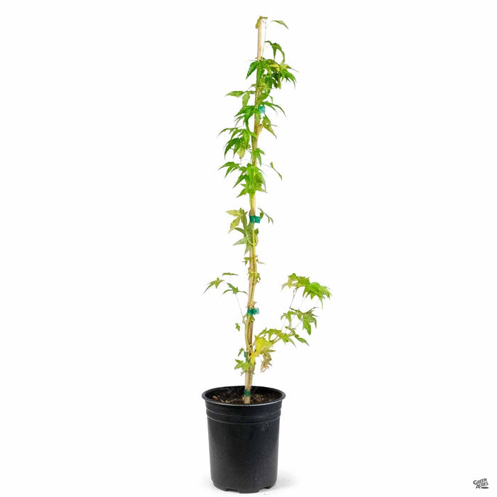 Japanese Maple 'Bihou' 1 gallon