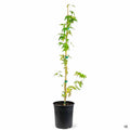 Japanese Maple 'Bihou' 1 gallon