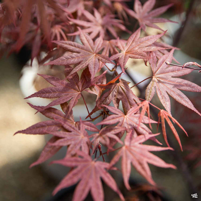 'Emperor One' Japanese Maple