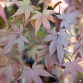 'Emperor One' Japanese Maple