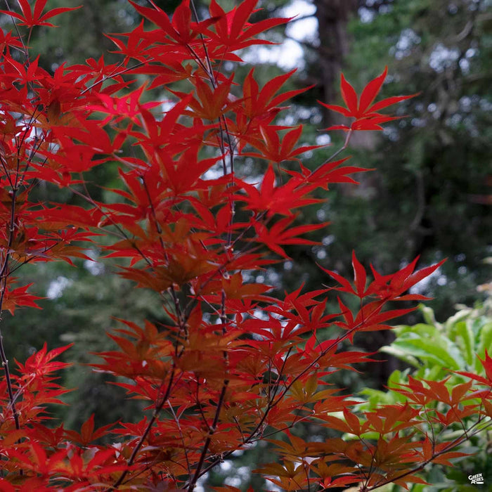 'Emperor One' Japanese Maple