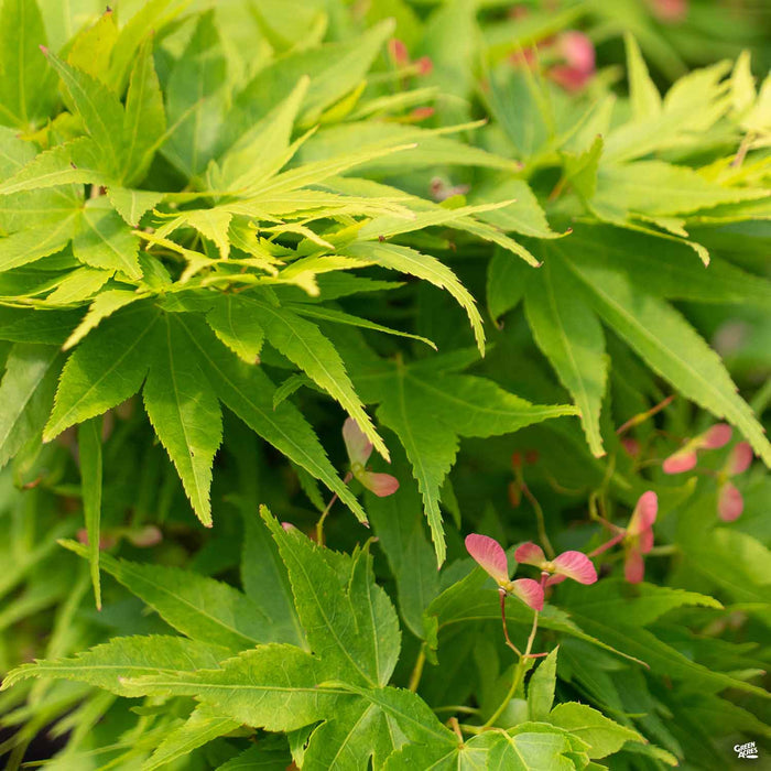 Mikawa Yatsubusa Dwarf Japanese Maple Spring Foliage