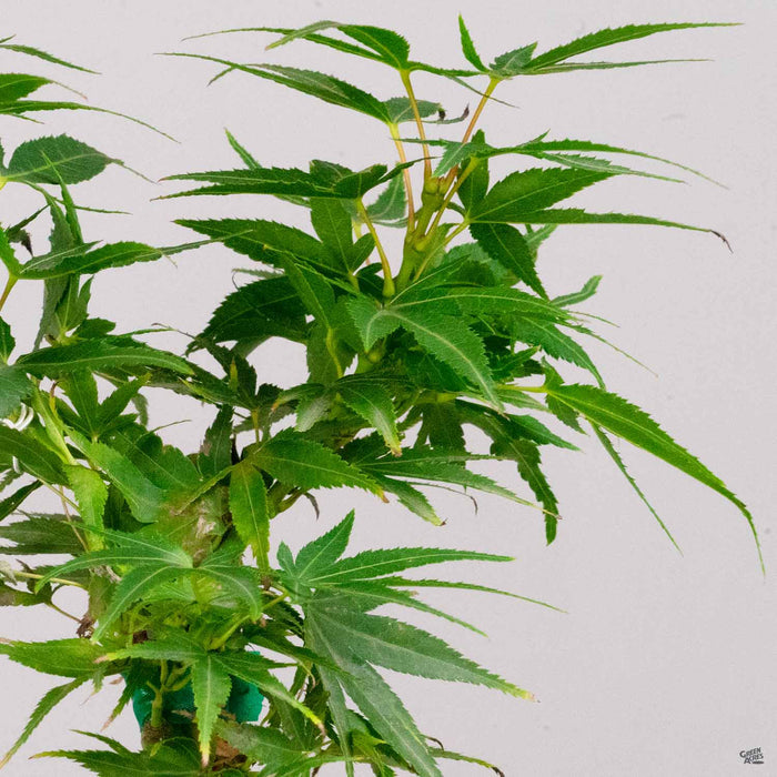 Mikawa Yatsubusa Dwarf Japanese Maple Spring Foliage