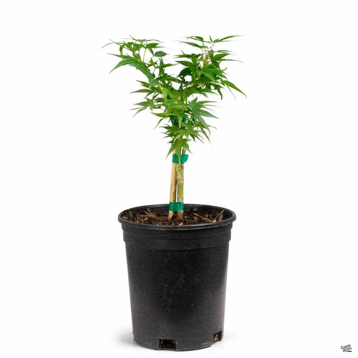 Mikawa Yatsubusa Dwarf Japanese Maple 1 gallon