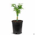 Mikawa Yatsubusa Dwarf Japanese Maple 1 gallon