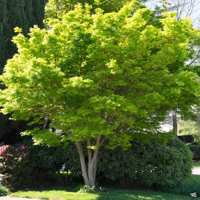Japanese Maple Multitrunk