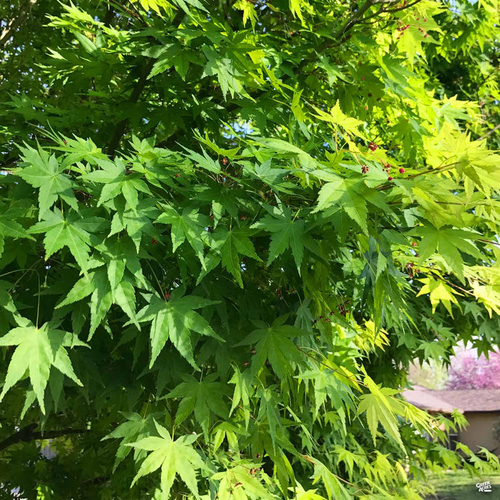 Japanese Maple Multitrunk