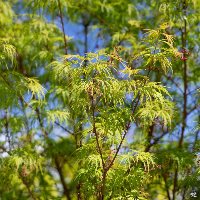 'Seiryu' Japanese Maple