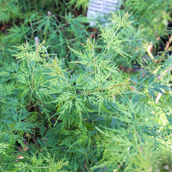 'Seiryu' Japanese Maple