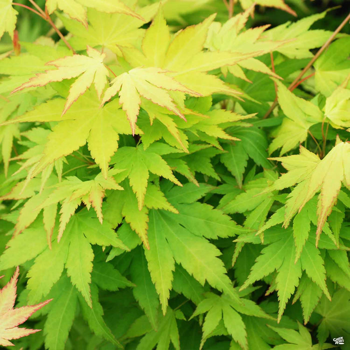 Japanese Maple Standard Trunk
