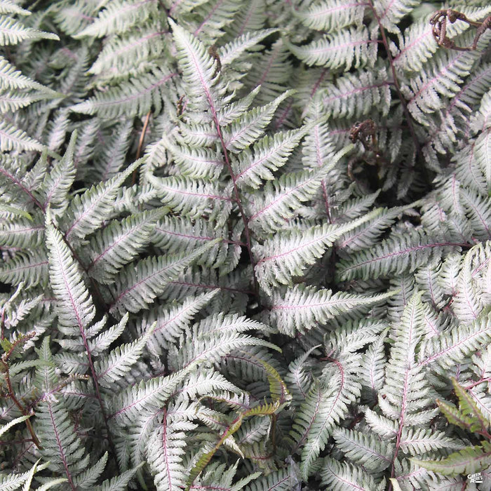 Japanese Painted Fern