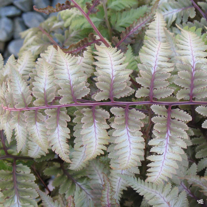 Japanese Painted Fern