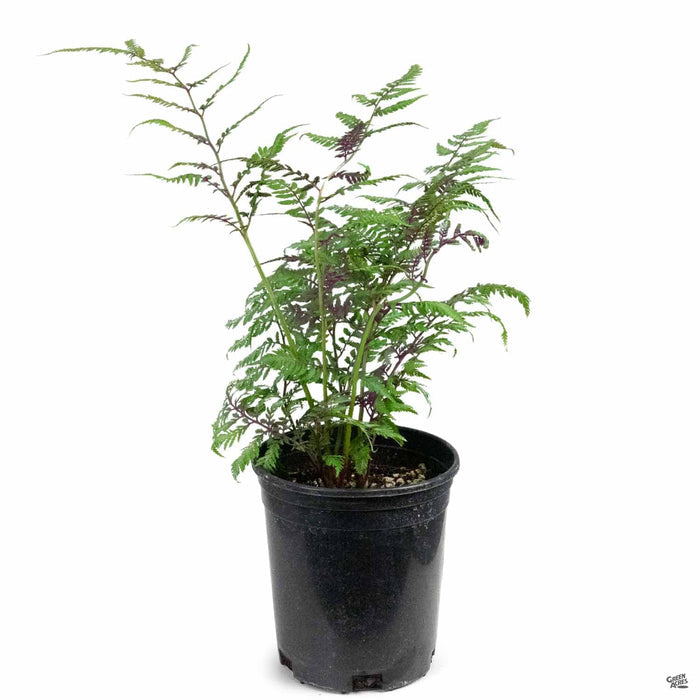 Japanese Painted Fern 1 gallon