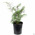 Japanese Painted Fern 1 gallon