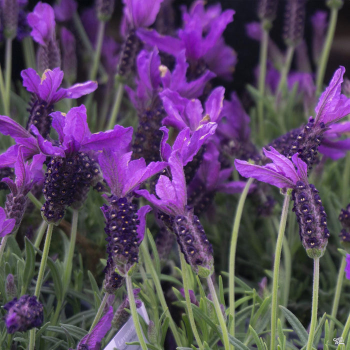 Lavender stoechas 'Javelin Forte'