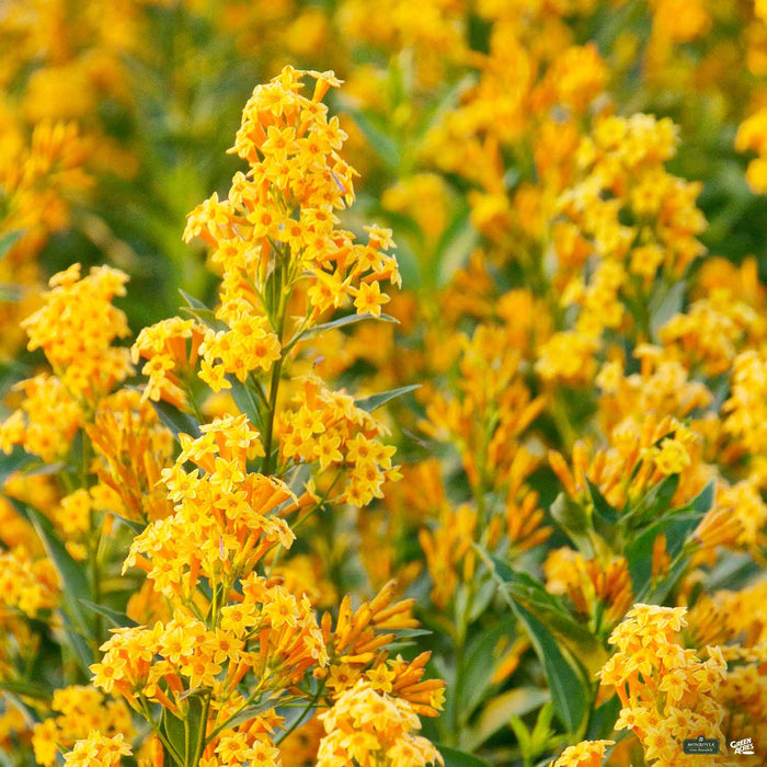 Jessamine 'Orange Peel'