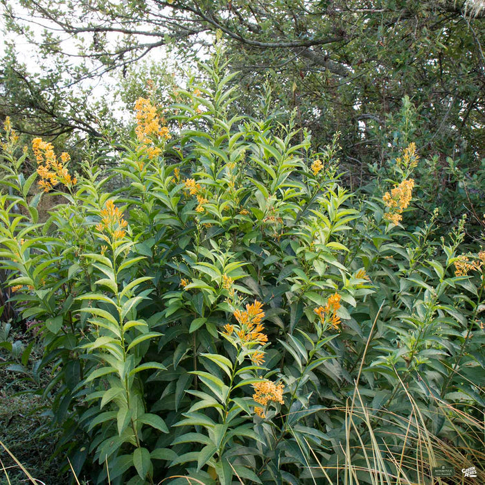 Jessamine 'Orange Peel'