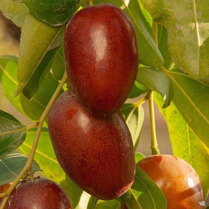 Jujube GA 866