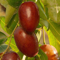 Jujube GA 866