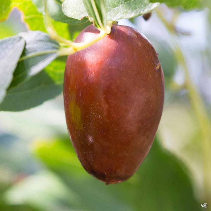 Jujube GA 866