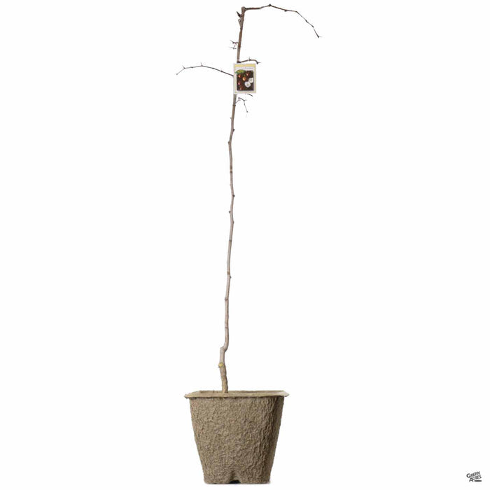 Jujube 'Li' in 11 inch fiber pot