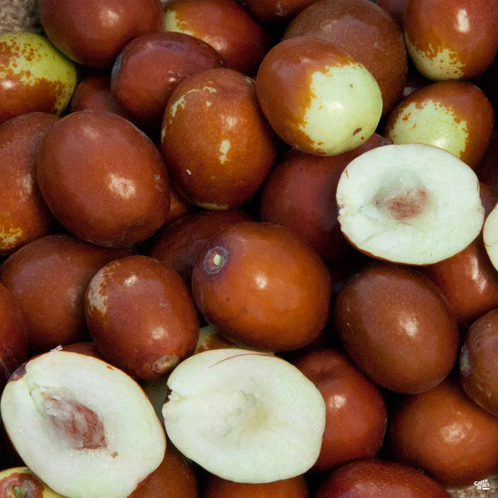 Jujube 'Sugar Cane'