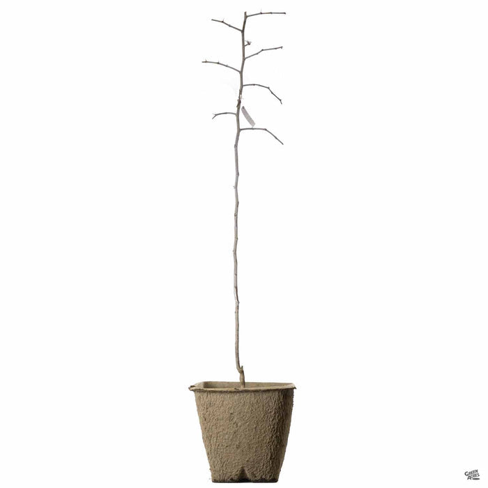 Jujube 'Sugar Cane' in 11 inch fiber pot